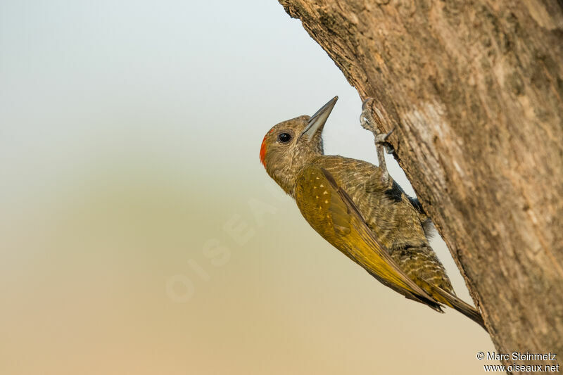 Pic passerin mâle