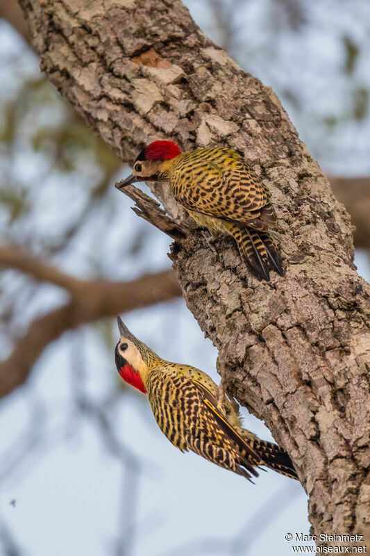 Green-barred Woodpecker