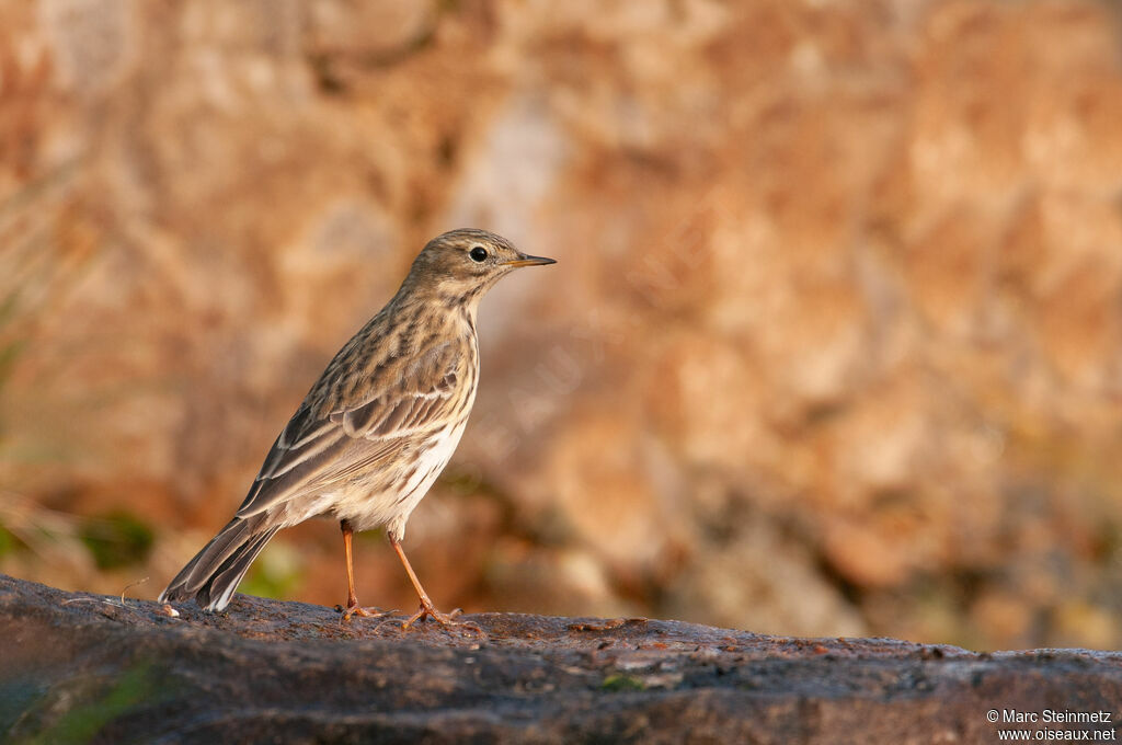 Pipit farlouse