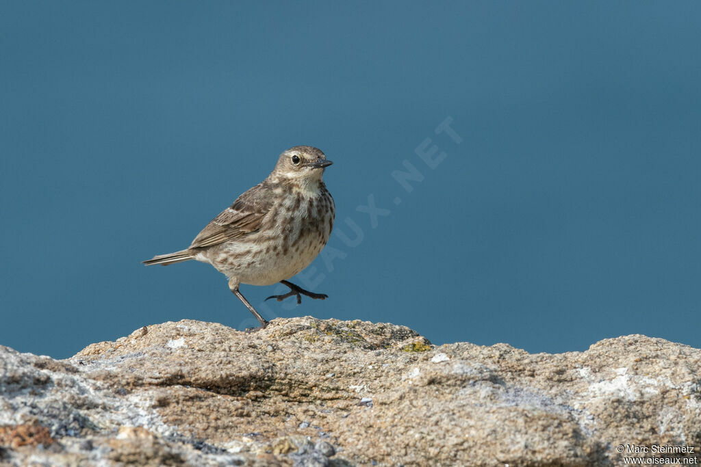 Pipit maritime