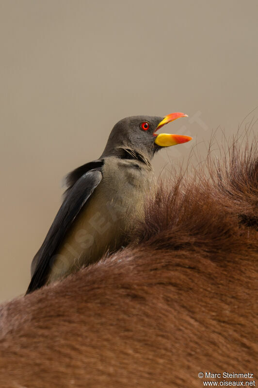 Yellow-billed Oxpecker