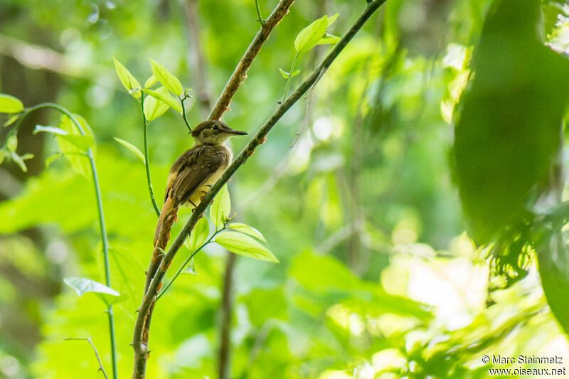 Tropical Royal Flycatcher