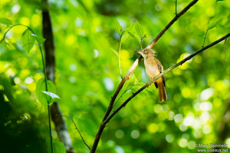 Tropical Royal Flycatcher