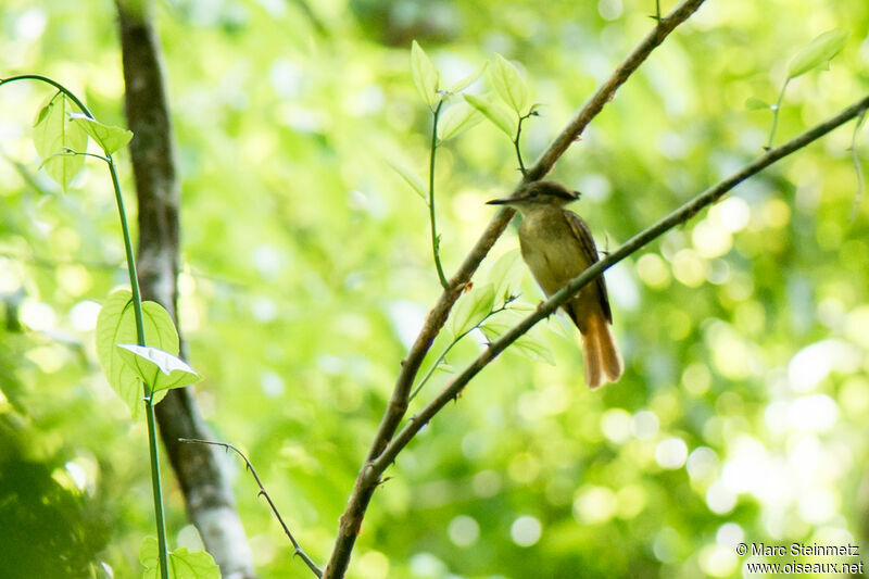 Tropical Royal Flycatcher