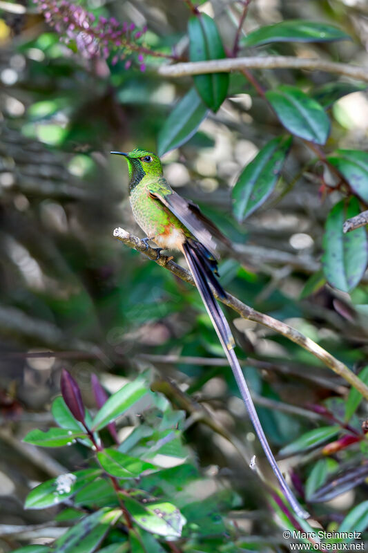 Black-tailed Trainbearer