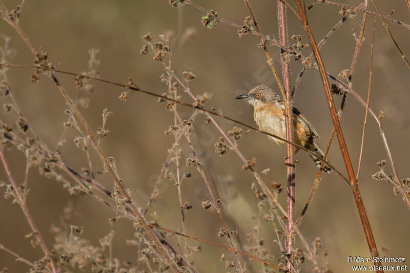 Prinia à ailes rousses