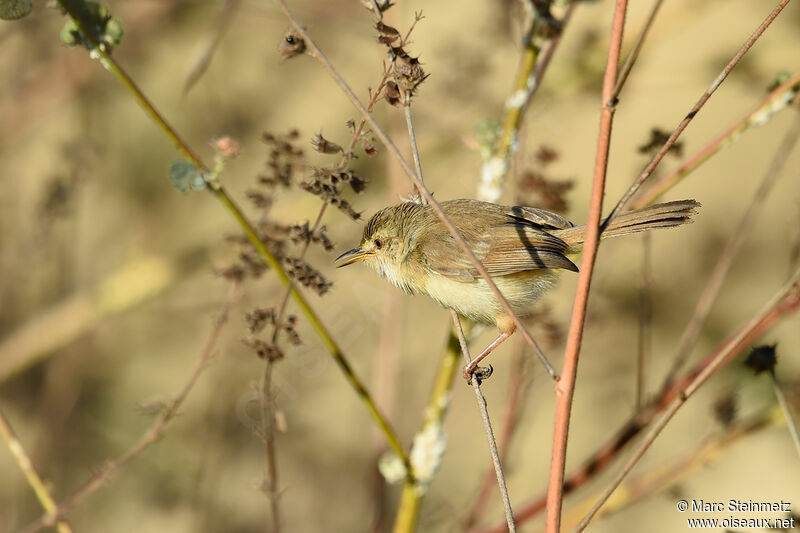 Tawny-flanked Prinia