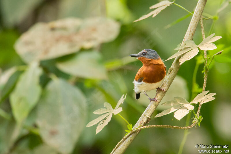 Chestnut Wattle-eye female