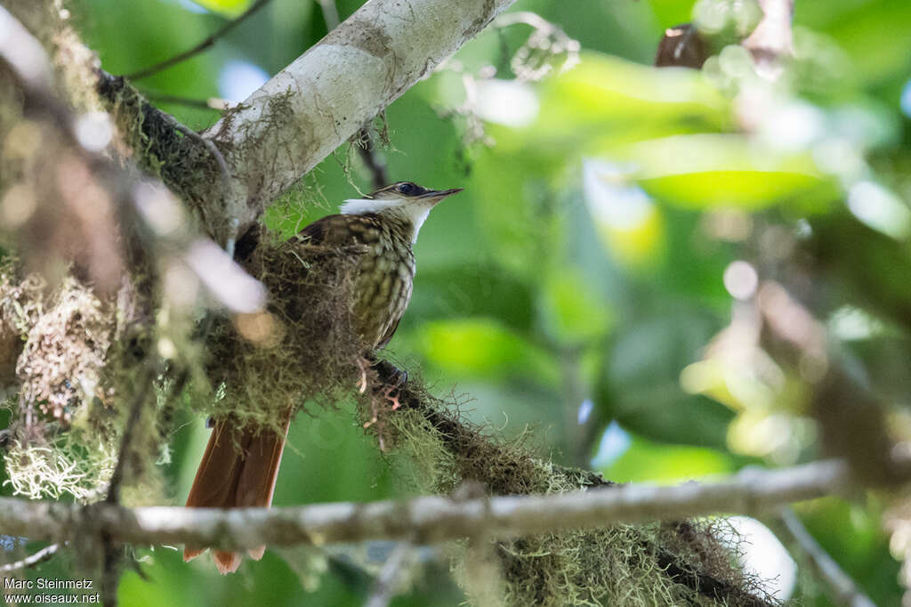 Streaked Tuftedcheek