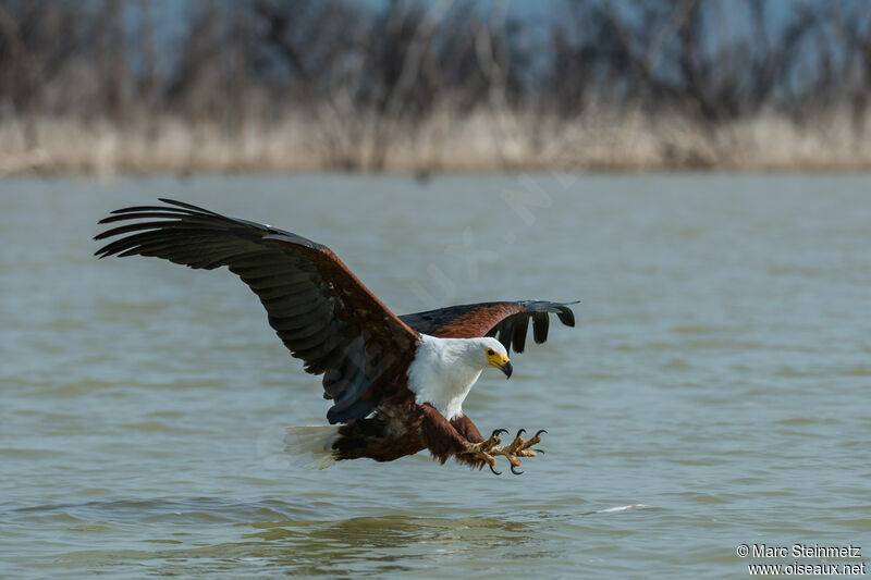 African Fish Eagle