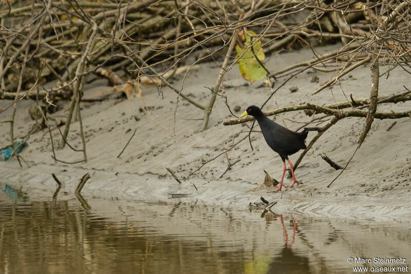 Black Crake