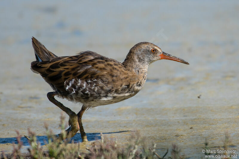 Water Rail