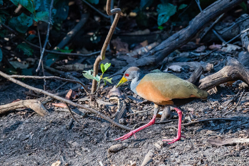 Grey-cowled Wood Rail