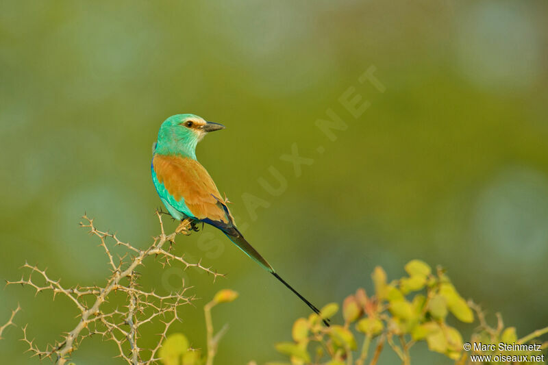 Abyssinian Roller