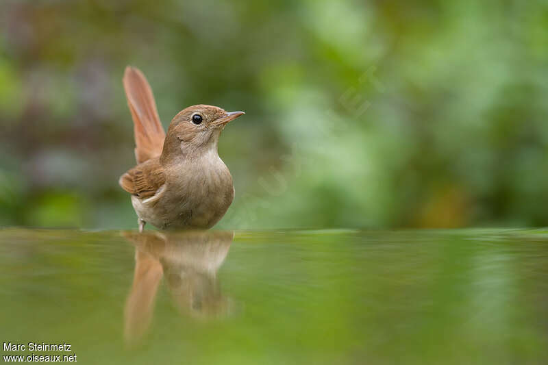 Common Nightingaleadult, care, pigmentation