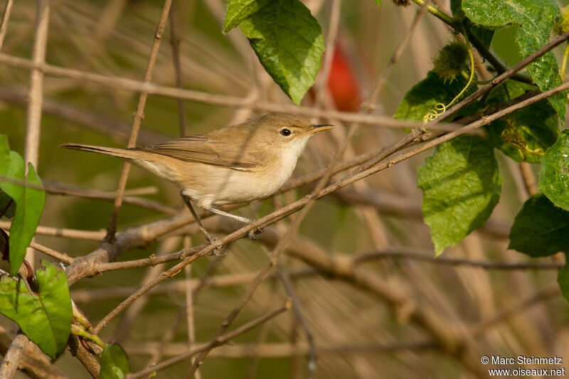 Common Reed Warbler