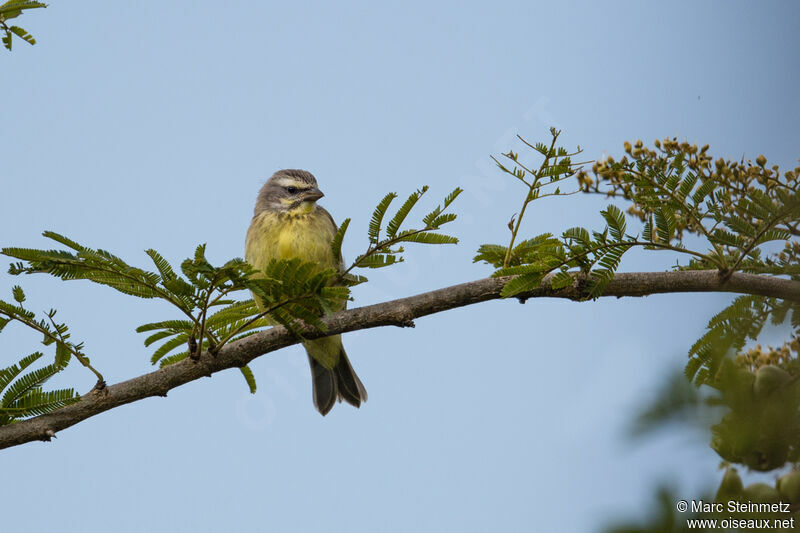 Serin du Mozambique