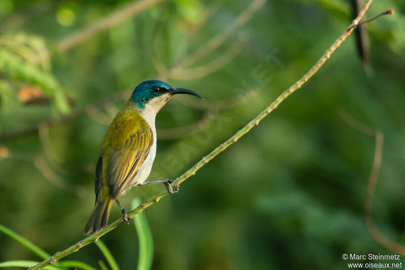 Green-headed Sunbird