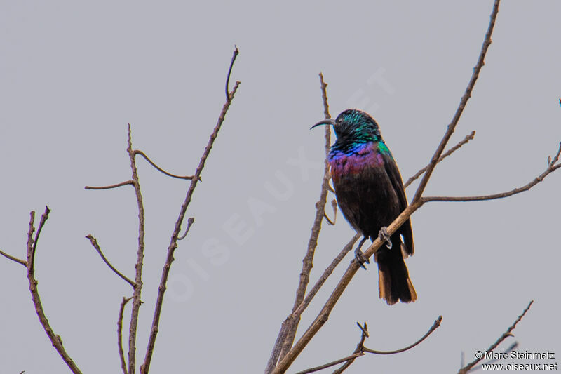 Purple-banded Sunbird