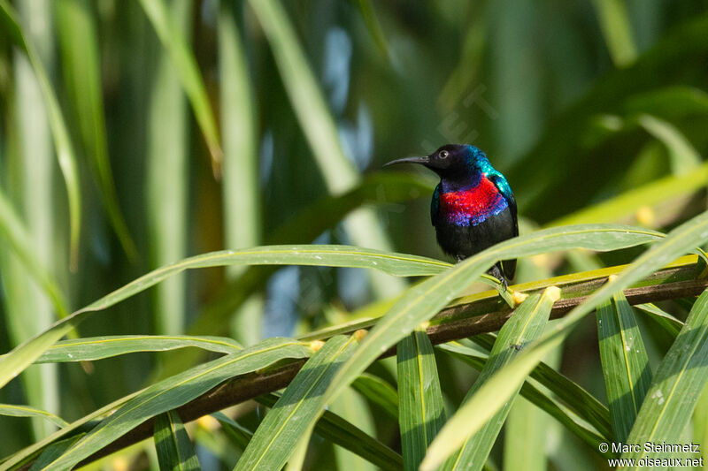 Splendid Sunbird male