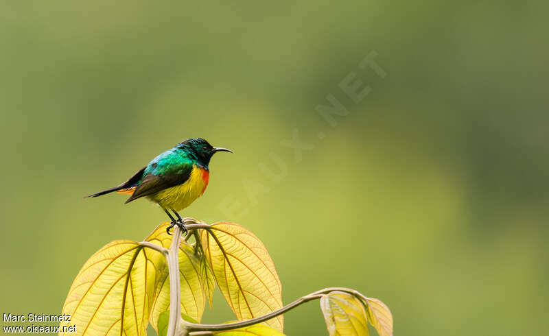 Regal Sunbird male adult breeding, identification