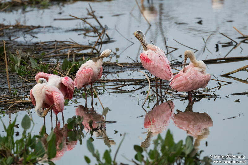 Roseate Spoonbill