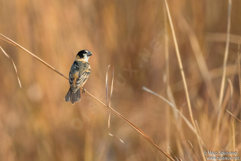 Rusty-collared Seedeater