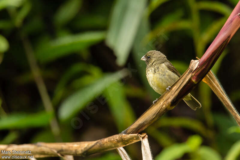 Yellow-bellied Seedeater male immature, identification