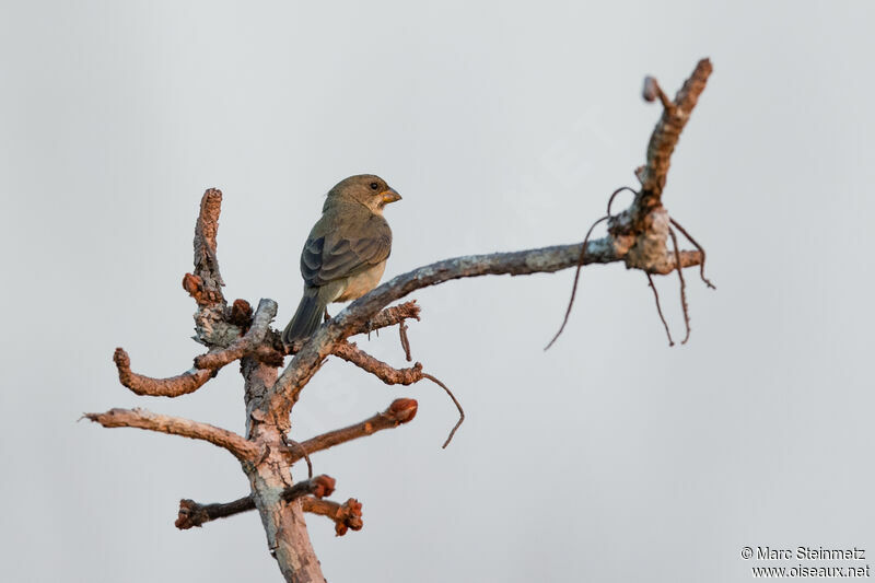 Sporophile gris-de-plomb