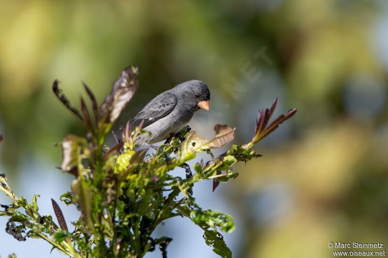 Grey Seedeater