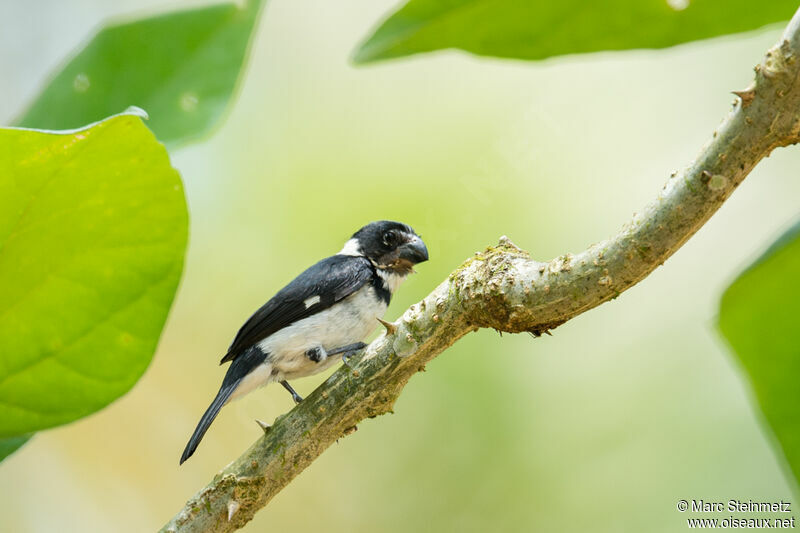 Variable Seedeater