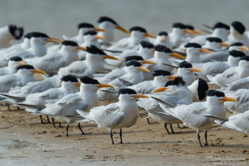 West African Crested Tern