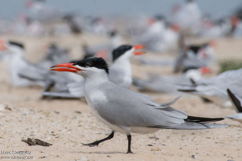 Caspian Ternadult breeding, identification