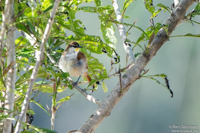 Yellow-chinned Spinetail