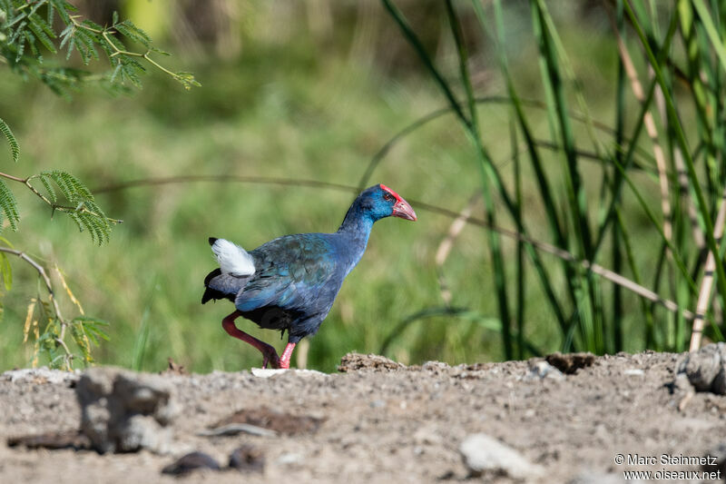 African Swamphen