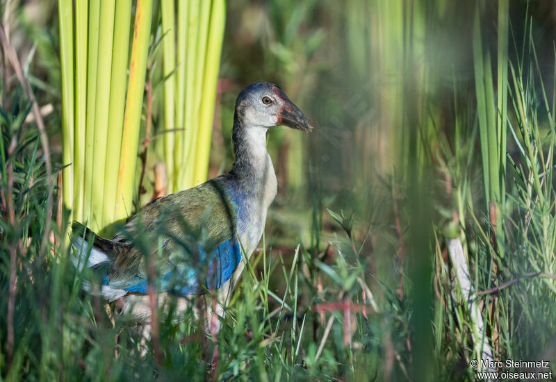 African Swamphenjuvenile