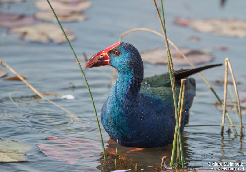 African Swamphen