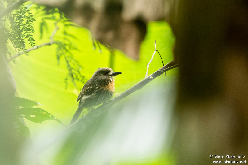 White-whiskered Puffbird