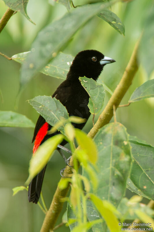 Scarlet-rumped Tanager male