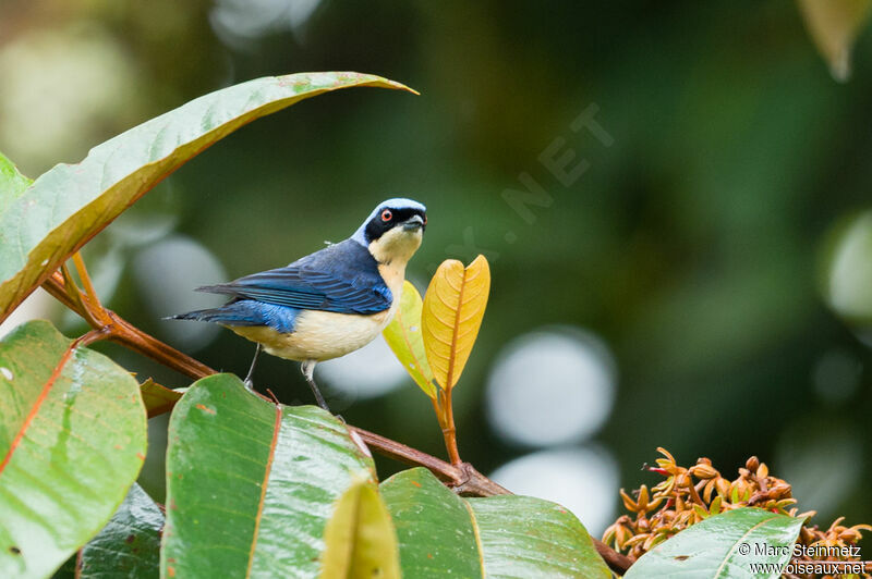 Fawn-breasted Tanager