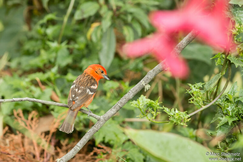 Flame-colored Tanager