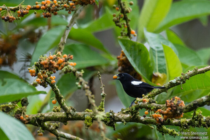 White-shouldered Tanager