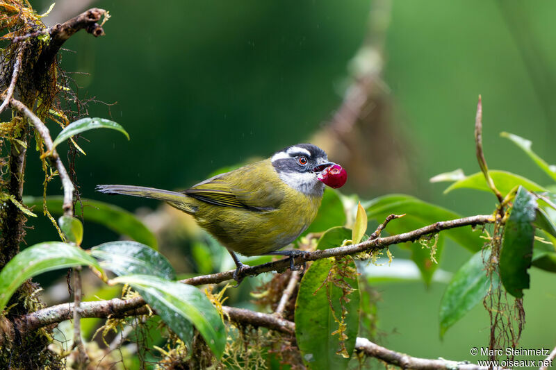 Sooty-capped Chlorospingus