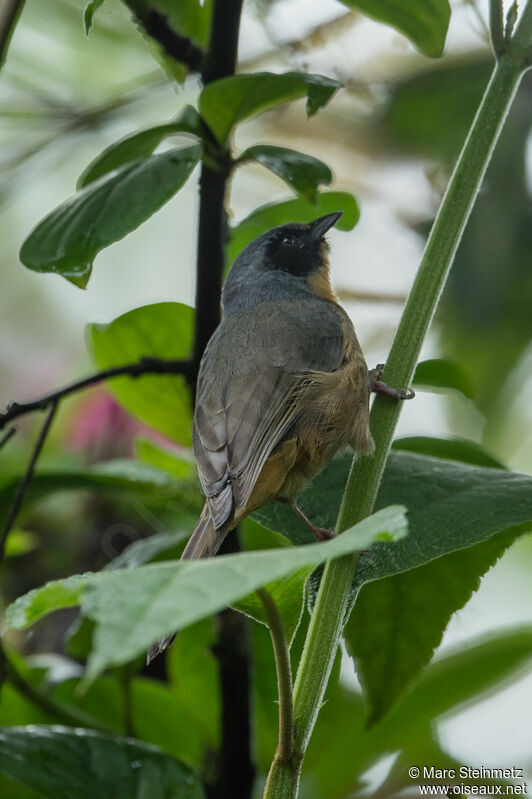 Black-eared Hemispingusadult, identification