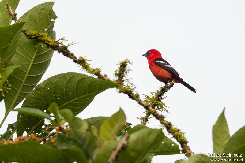 White-winged Tanager