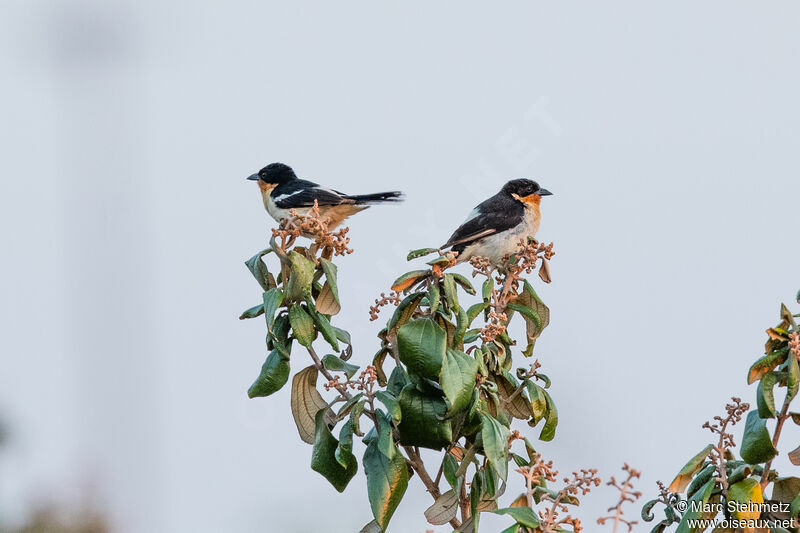 White-rumped Tanager