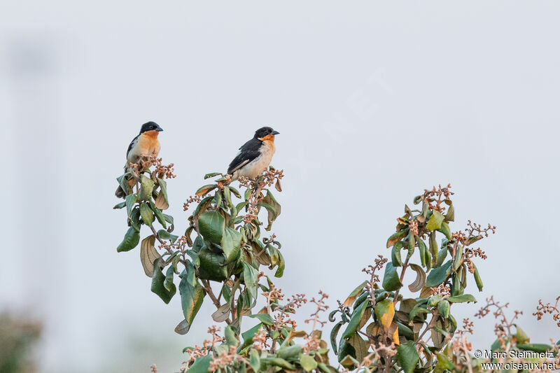 White-rumped Tanager