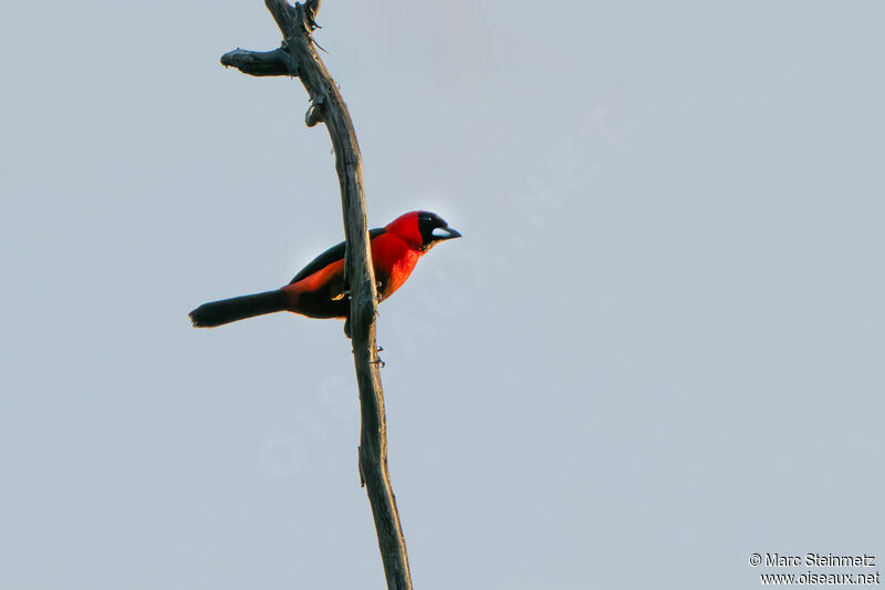 Masked Crimson Tanager