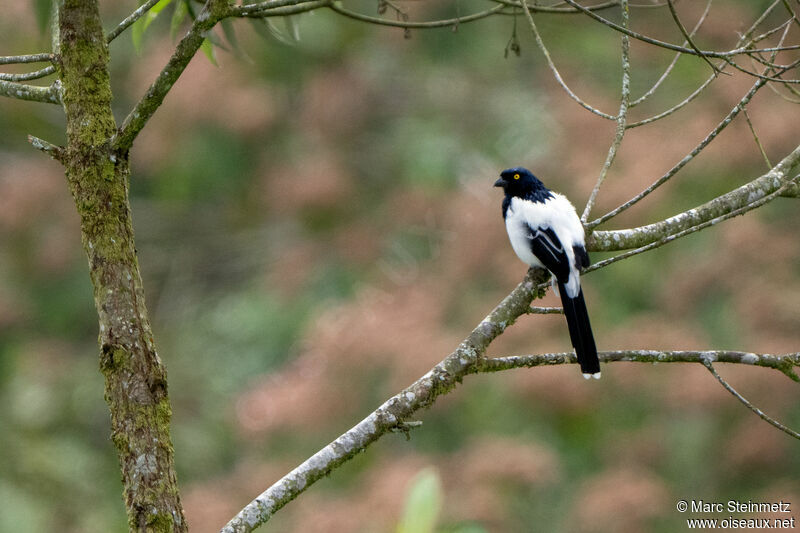 Magpie Tanager