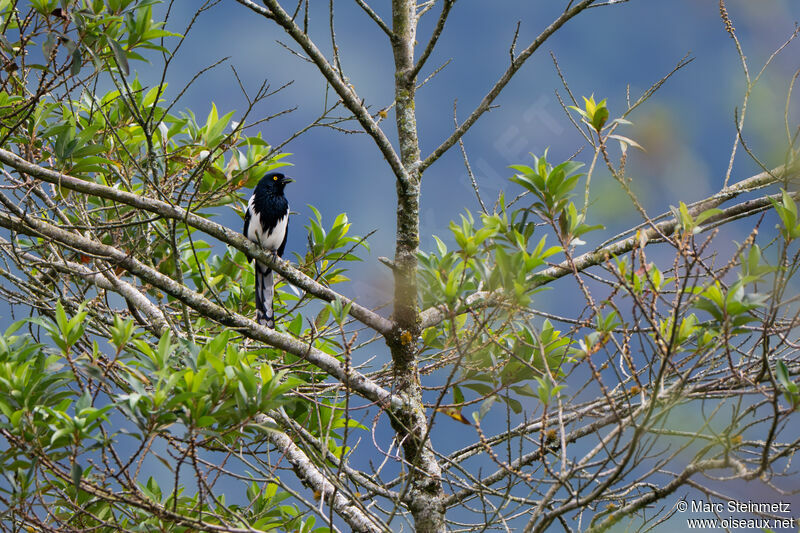 Tangara pillurion